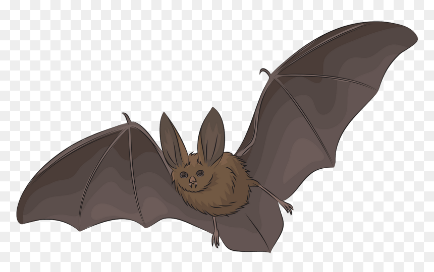 Big Eared Bat Drawing, HD Png Download - bats silhouette png