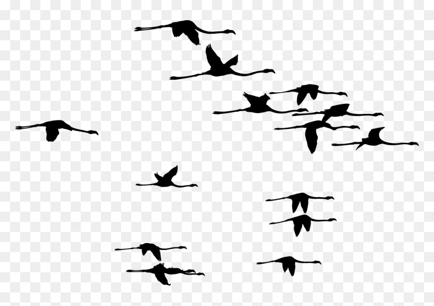 Silhouette Fenicotteri, HD Png Download - flamingo silhouette png