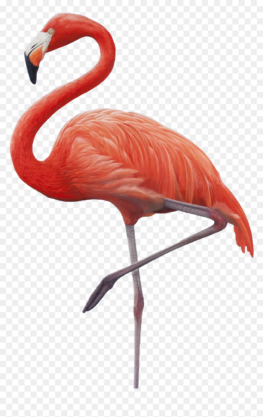 Greater Flamingo, HD Png Download - feather .png