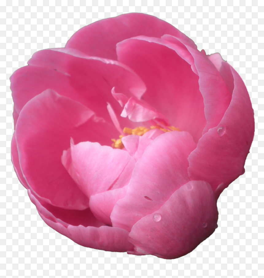 Pink Peony, Png V - Peony Clipart Transparent Background, Png Download - pink peony png