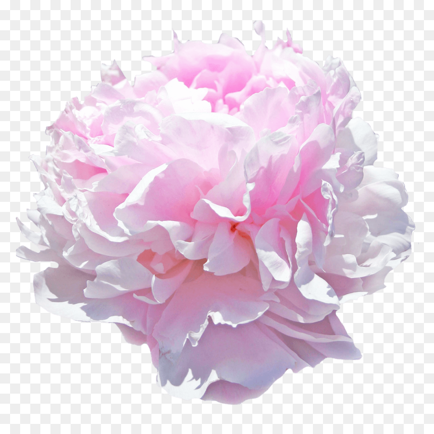 Paeonia Pink Giant, HD Png Download - pink peony png