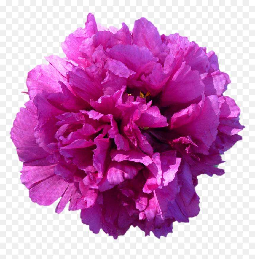 Peony, HD Png Download - pink peony png