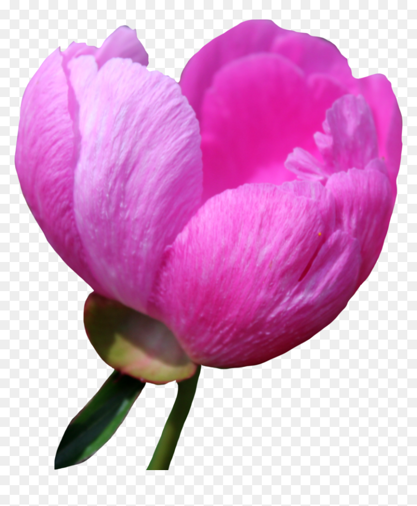 Download Peony Png Free Download For Designing Projects - Wallpaper, Transparent Png - pink peony png