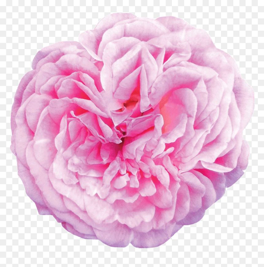 Sweet Drift® - Dahlia, HD Png Download - pink peony png