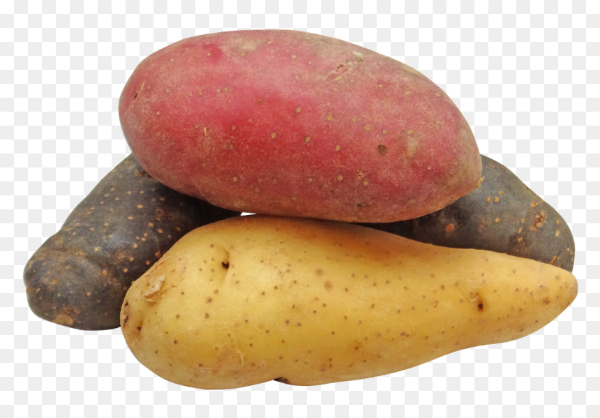 Potato Fingerling Rainbow Free Photo - Sladki Krompir, HD Png Download - sack of potatoes png