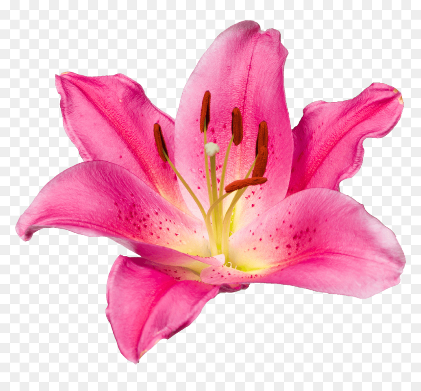 Transparent Daylily Clipart - Tiger Lily, HD Png Download - stargazer lily png