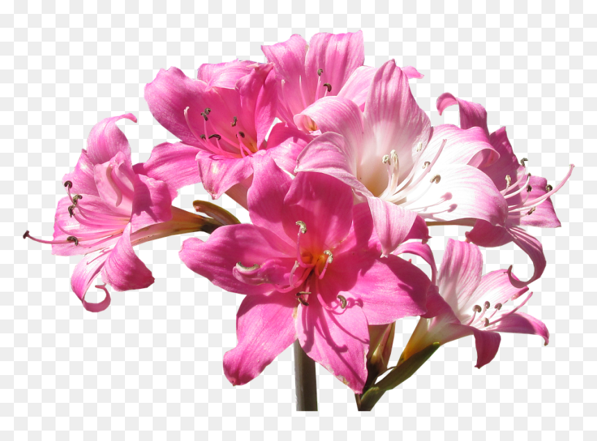 Pomada Arnica Belladona, HD Png Download - stargazer lily png