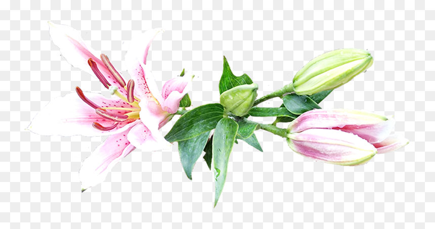 Stargazer Lily, HD Png Download - stargazer lily png