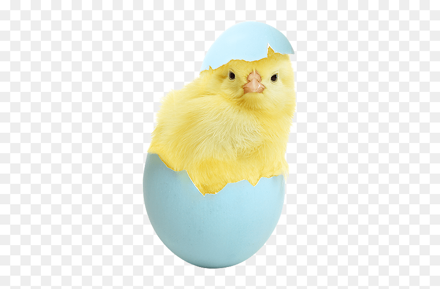 #easter #chick #eggs #multicolor #egg - Chicken, HD Png Download - easter chick png