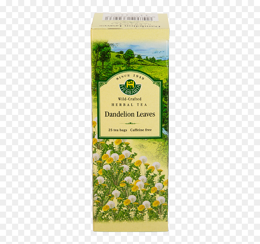 Herbaria-dandelion - Tea, HD Png Download - dandilion png
