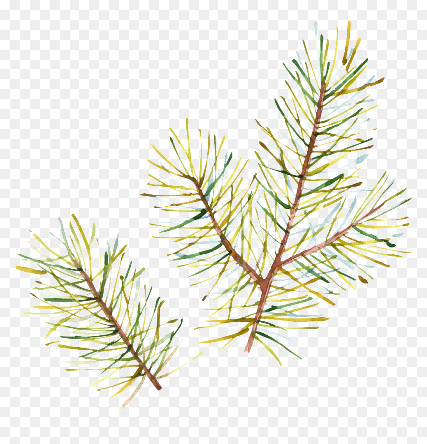 Hand Painted Half Withered Leaves Png Transparent - Aquarelle Christmas Card, Png Download - tree without leaves png