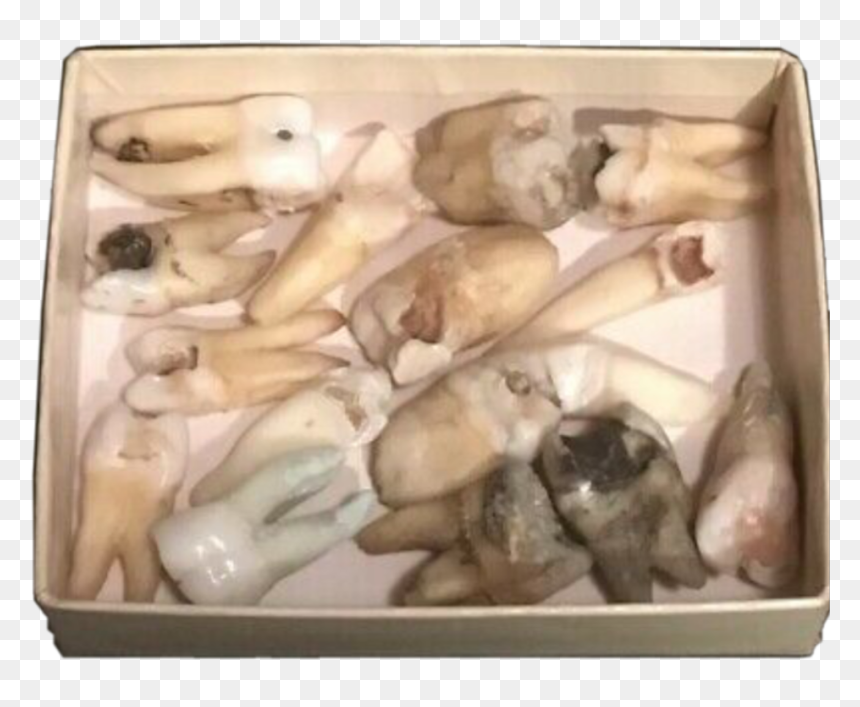 #teeth #tooth #human #rot #dirt #dirtcore #aesthetic - Clam, HD Png Download - human teeth png