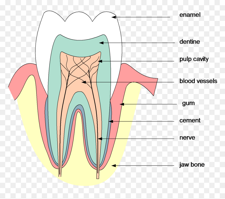 Clip Art, HD Png Download - human teeth png