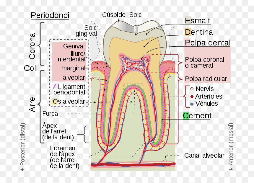 Cross Sections Of Teeth Cat - Parts De La Dent, HD Png Download - human teeth png