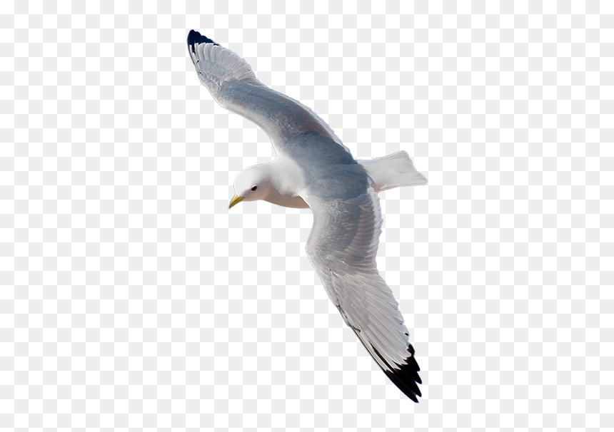 Gull Png - Kittiwakes Png, Transparent Png - seagull clipart png