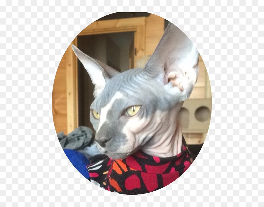 Sphynx, HD Png Download - david bowie lightning bolt png