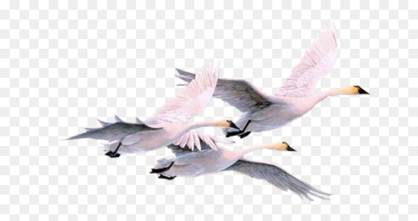#pajaros #pajaro #swan #swans #gooses #geese #duck - Swans, HD Png Download - pajaro png