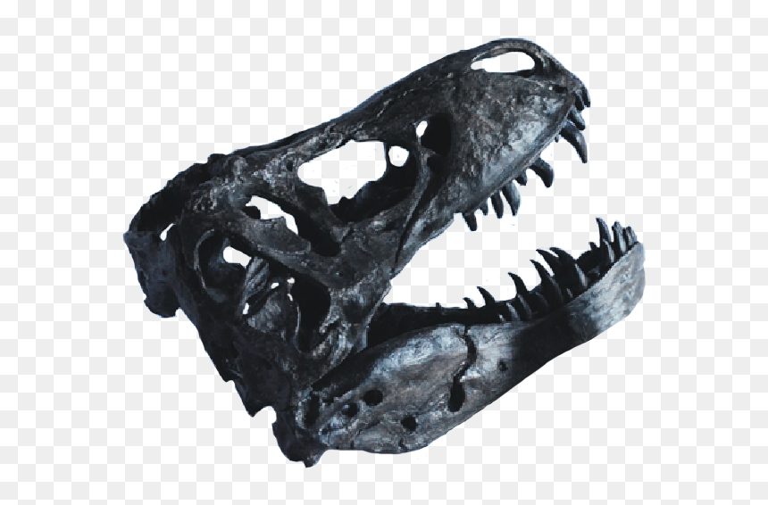 Skull, HD Png Download - cat skull png