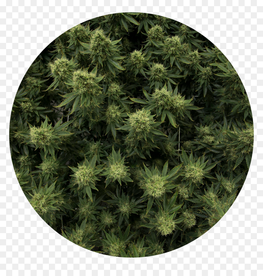 Flower, HD Png Download - cannabis plant png