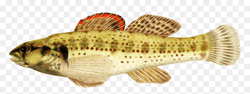 Okaloosa Darter Fish Clipart - Realistic Tropical Fish Clipart, HD Png Download - puffer fish png
