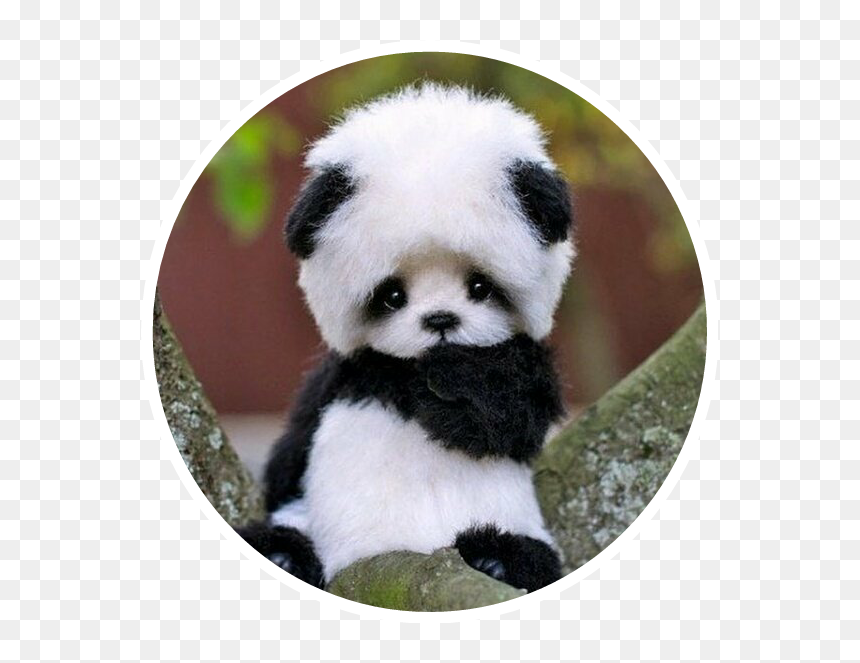 #cute #baby #panda #bear #asian #black #white #small - Cute Baby Panda Bear, HD Png Download - baby panda png