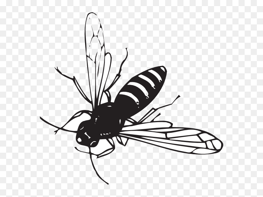 Transparent Wasp Clipart - Black And White Striped Fly Like Insect, HD Png Download - insect wings png