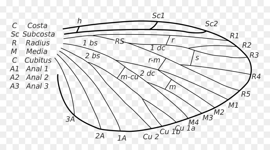 Modify To Insect Wings, HD Png Download - insect wings png