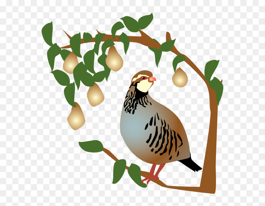 On The First Day Of Christmas, My True Love Gave To - 12 Days Of Christmas Partridge In A Pear Tree, HD Png Download - pear tree png