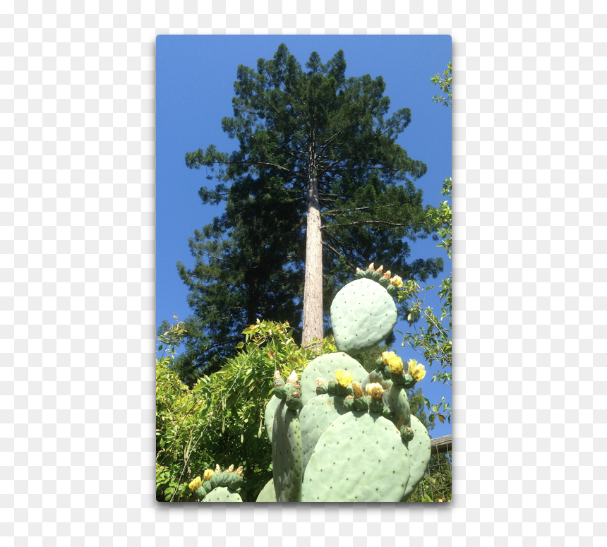 Redwood And Nopal - Larch, HD Png Download - raining coins png