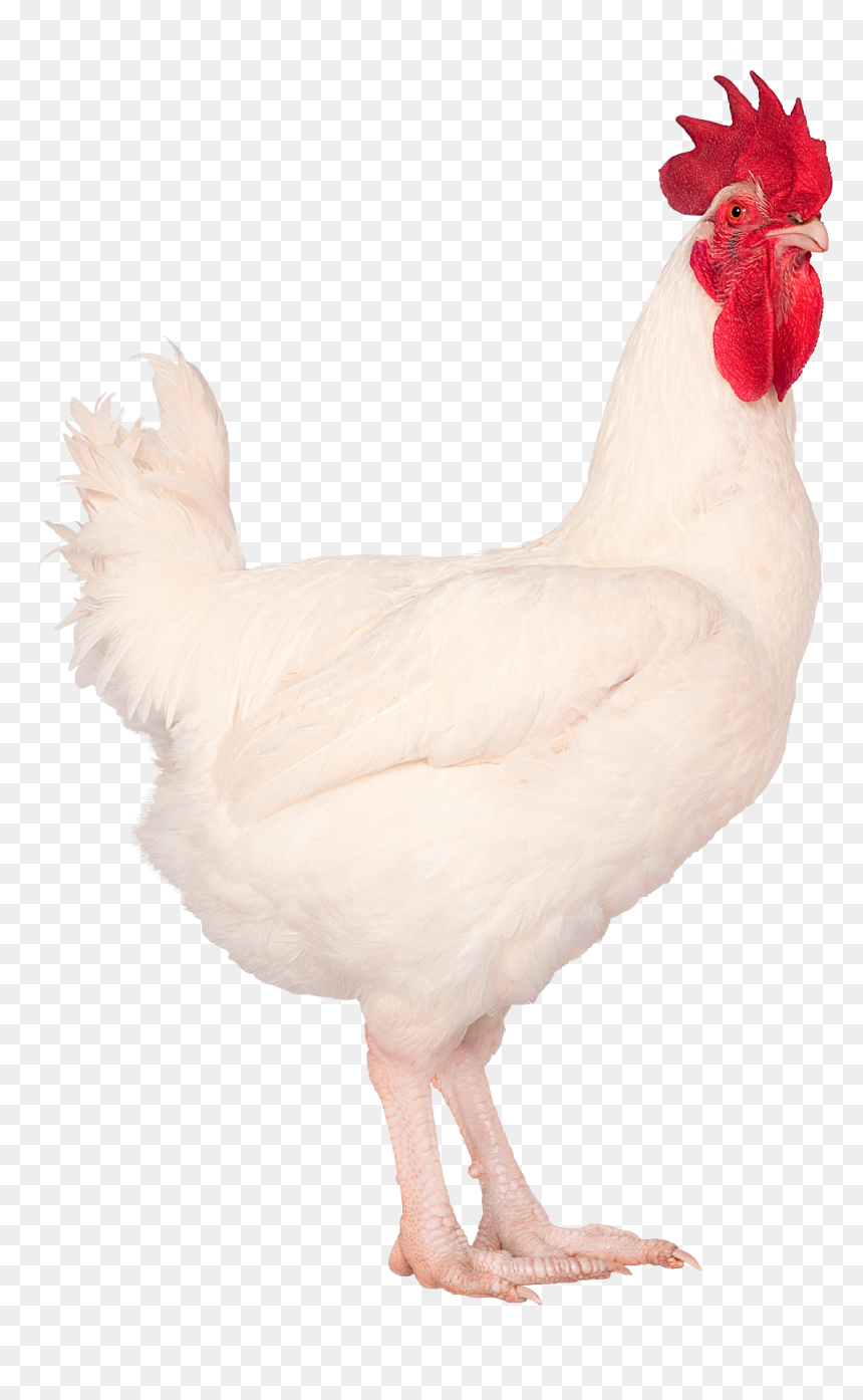 Web Widget Right New M99 Png - Rooster, Transparent Png - white chicken png