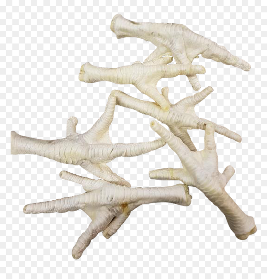 Driftwood, HD Png Download - white chicken png