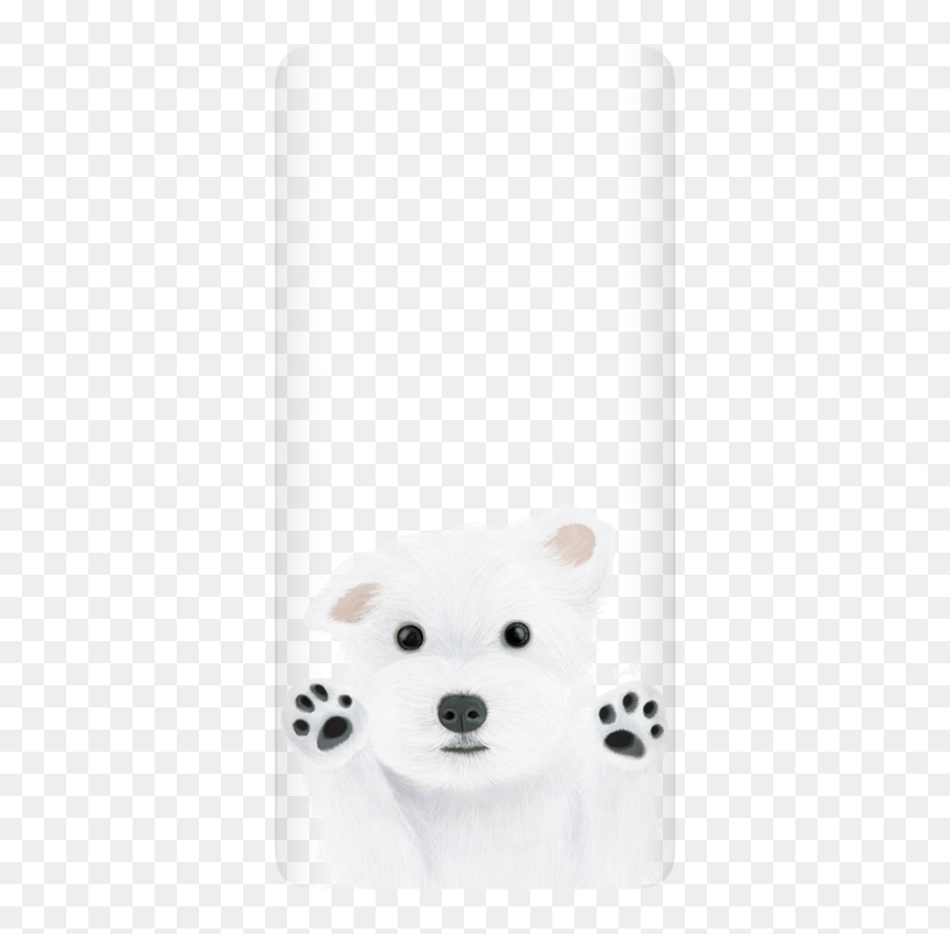 American Eskimo Dog, HD Png Download - samoyed png