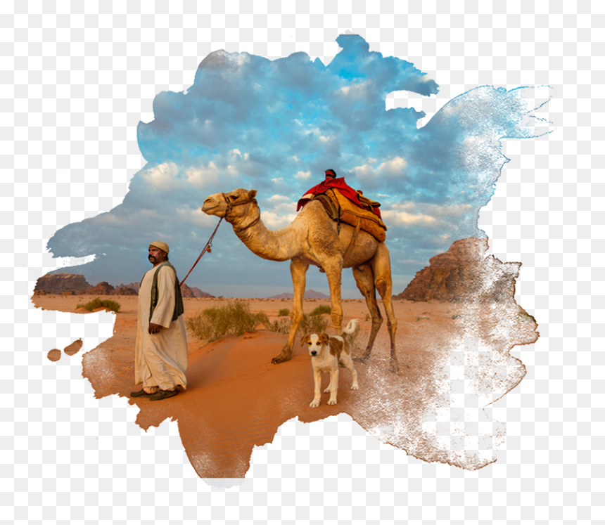 Arabian Camel, HD Png Download - jordan face png