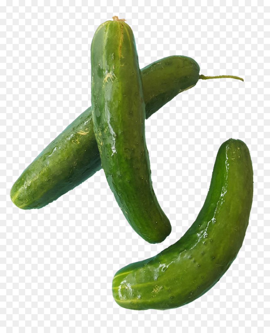 1531938448641 - Cucumber, HD Png Download - pepper plant png