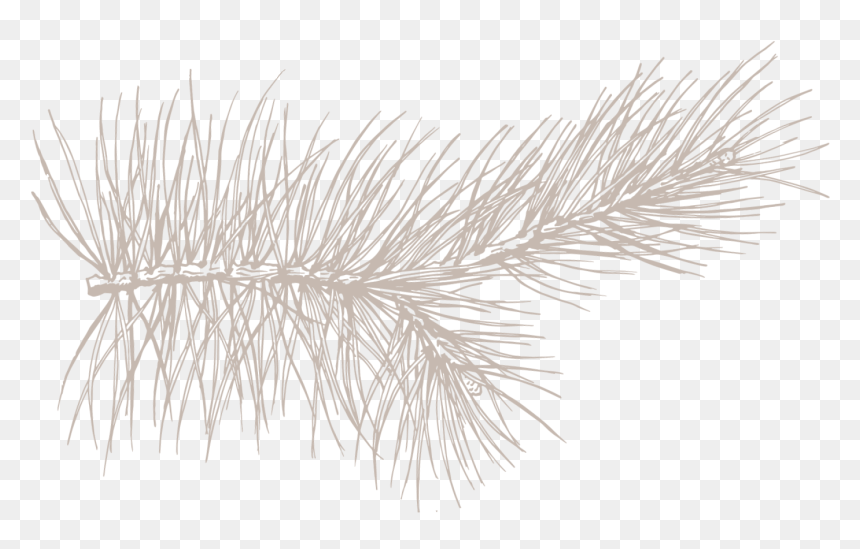 Gift - Pond Pine, HD Png Download - nautica png