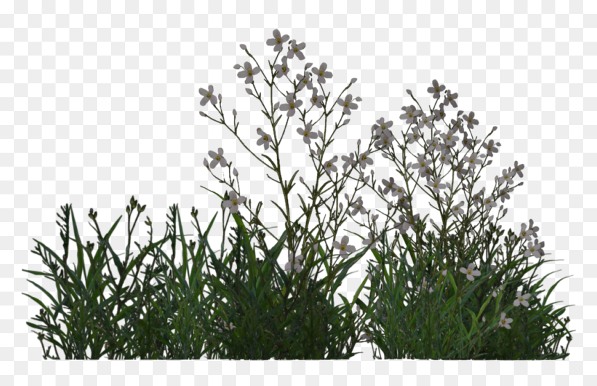 Ultra Max - Vegetation Png, Transparent Png - sea plants png