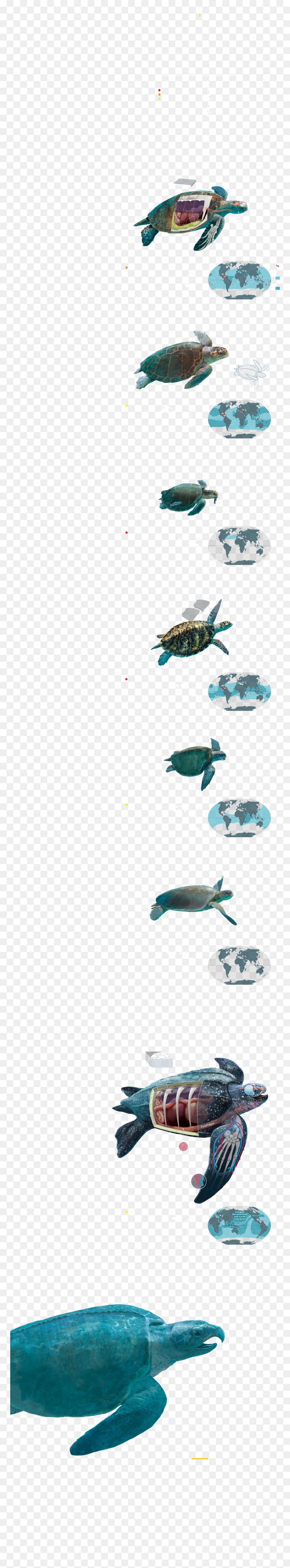Sea Plants Png, Transparent Png - sea plants png
