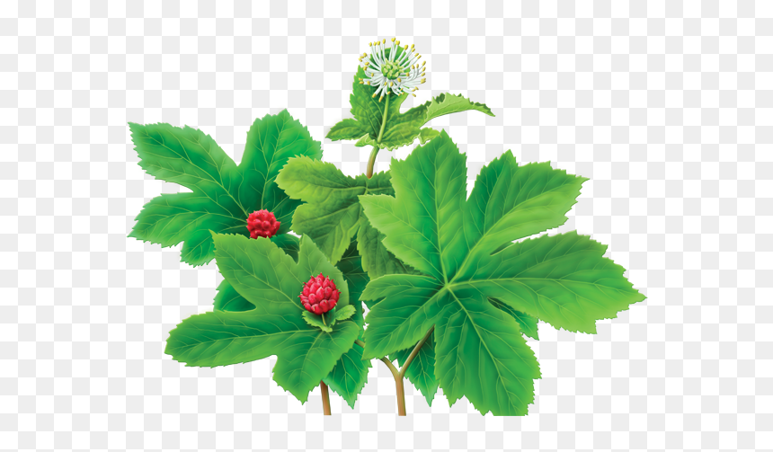 Goldenseal - Herbal Plants For Skin Allergy, HD Png Download - sea plants png