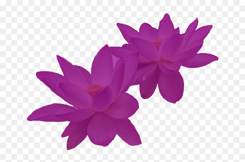 Water Lily, HD Png Download - lotus leaf png