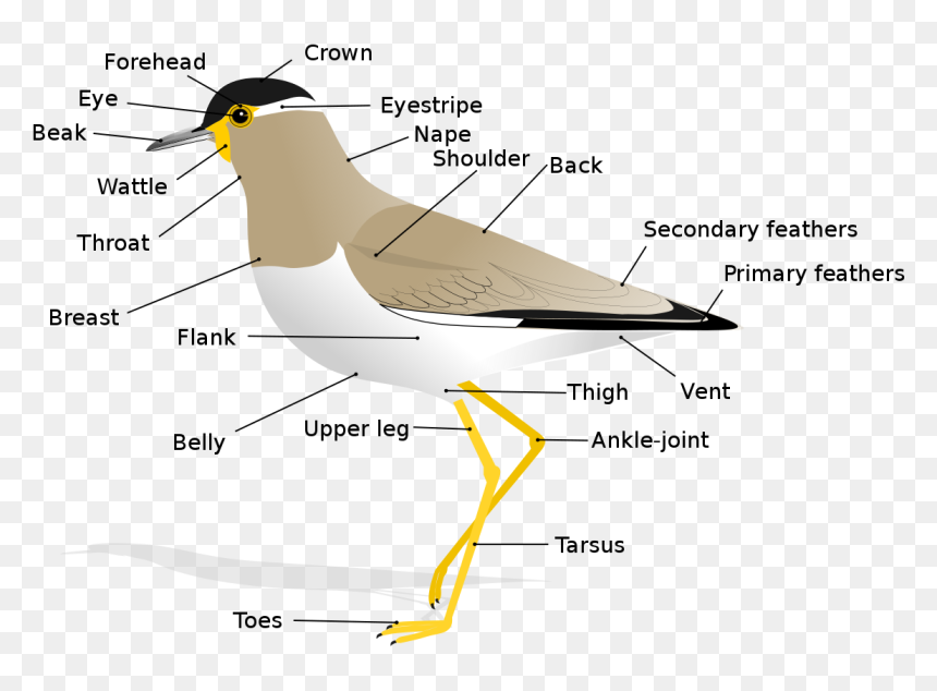 Anatomy Of A Bird, HD Png Download - bird drawing png