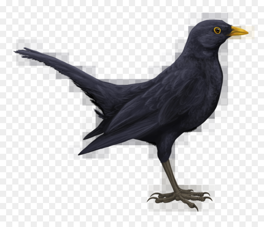Blackbird Png Hd - Drawn Black Bird, Transparent Png - bird drawing png