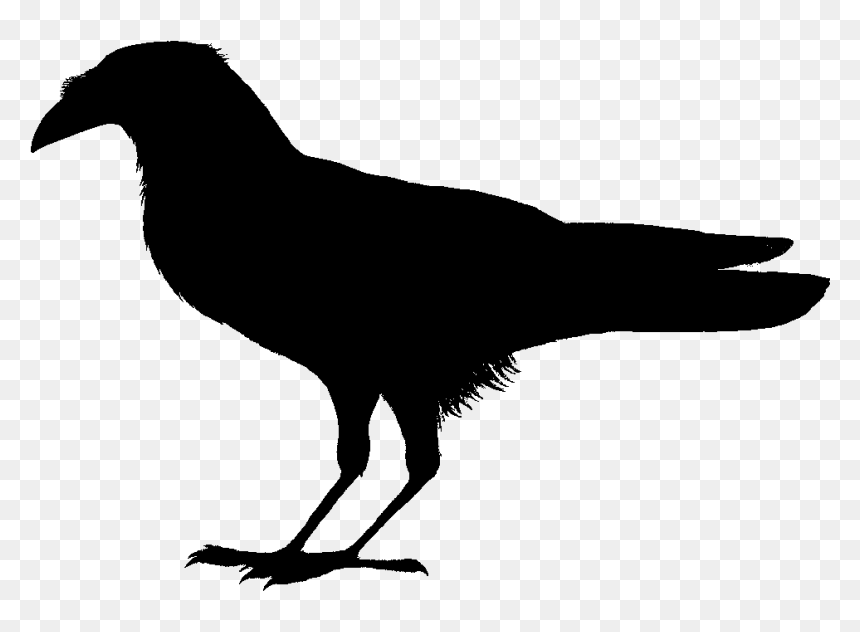 Corvus Edithae Drawing - Clip Art Bird Black, HD Png Download - bird drawing png