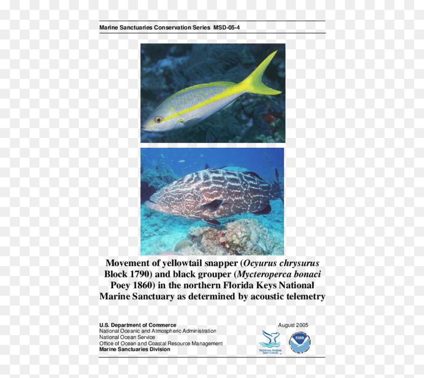 Trout, HD Png Download - grouper png