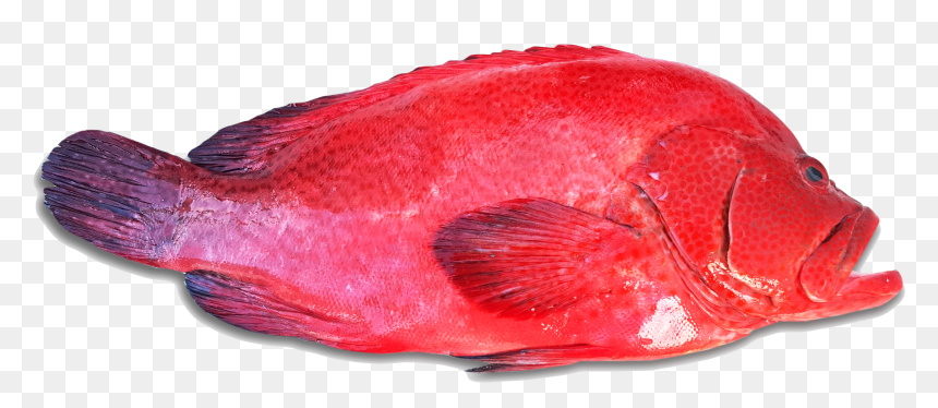 Red Snapper, HD Png Download - grouper png