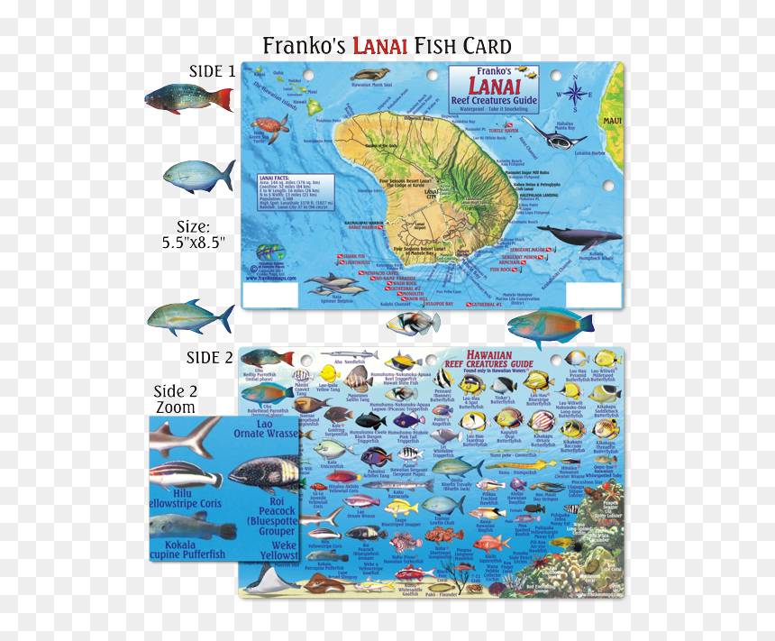 Hawaiian Reef Fish Id, HD Png Download - grouper png