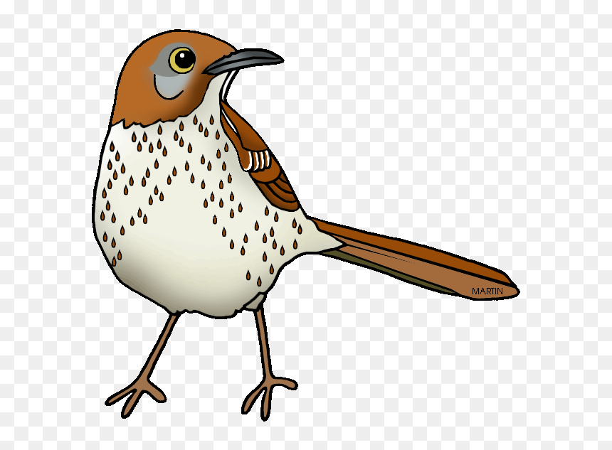 Images Of Georgia State Bird United States Clip Art - Brown Thrasher Clipart, HD Png Download - fascist eagle png