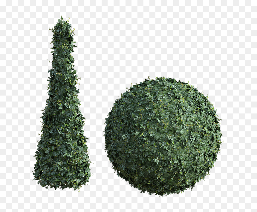 Christmas Tree, HD Png Download - evergreen shrub png