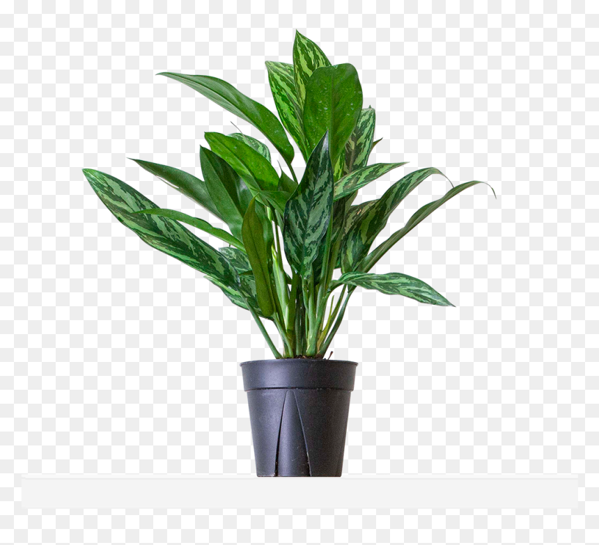 Large / Grow - Flowerpot, HD Png Download - evergreen shrub png