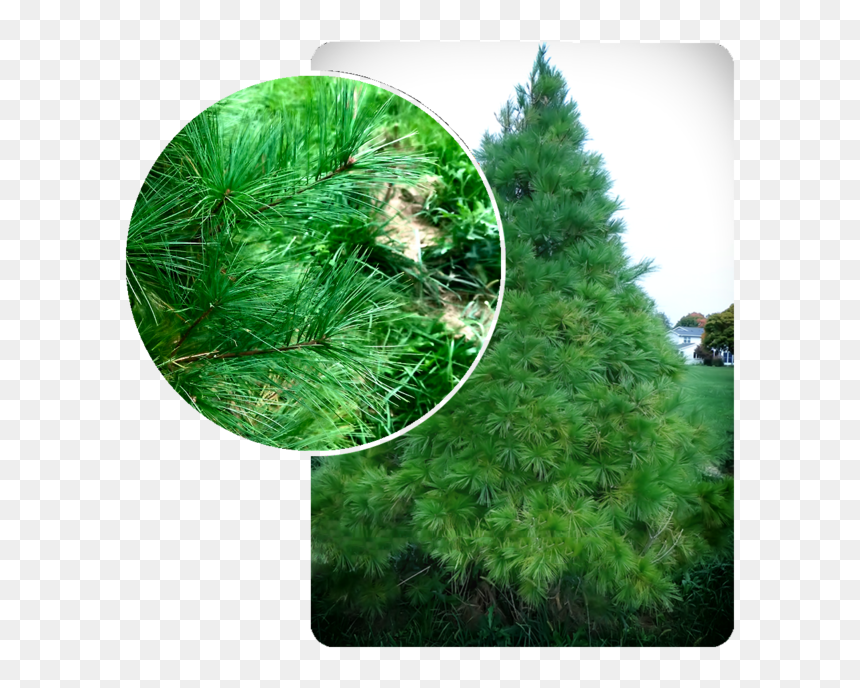 Christmas Tree, HD Png Download - evergreen shrub png