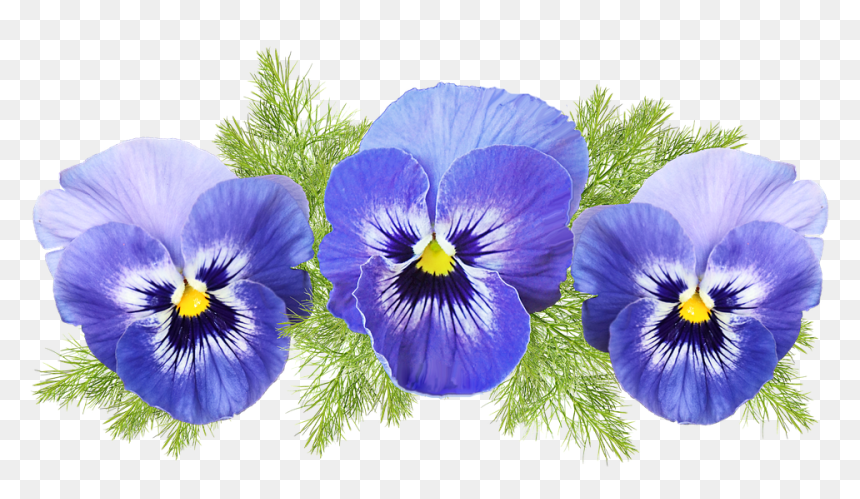 Pansy, HD Png Download - pansies png
